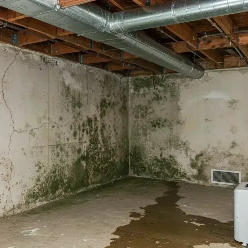 Professional Mold Removal in Crandall, TX